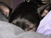 Lola