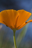 poppy with ladybug